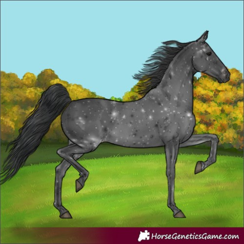 Horse Color:Black 