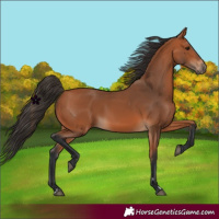 Horse Color:Bay 