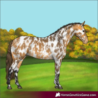 Horse Color:Buckskin Appaloosa and Buckskin Appaloosa
