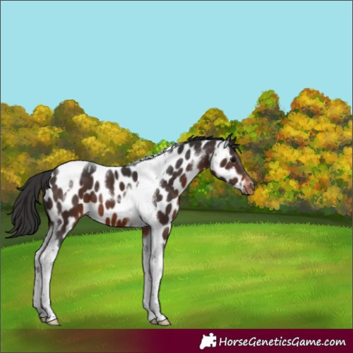 Horse Color:Brown Tobiano Appaloosa