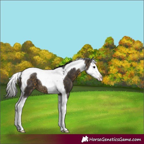 Horse Color:Buckskin Splash Tobiano 