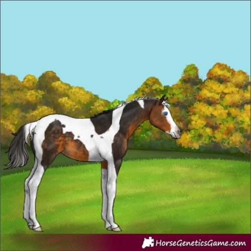 Horse Color:Gray Buckskin Splash Tobiano 