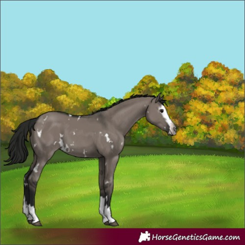 Horse Color:Gray White Spotted Grullo Splash 
