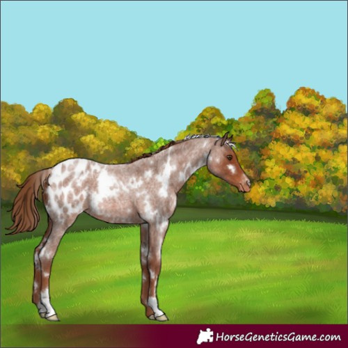 Horse Color:White Spotted Red Roan Appaloosa 