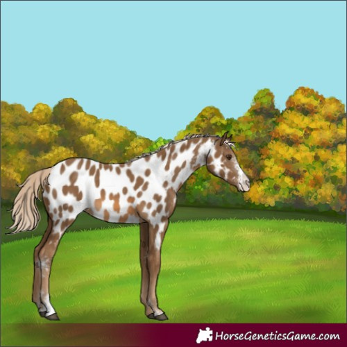 Horse Color:Chocolate Palomino Sabino Appaloosa 