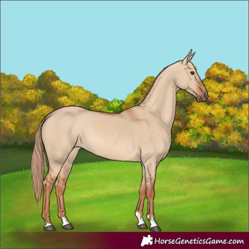 Horse Color:Red Dun Rabicano