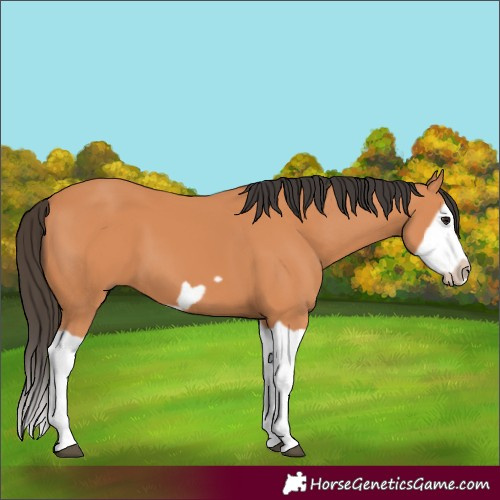 Horse Color:Bay Splash Frame 