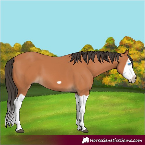 Horse Color:Bay Splash Frame 
