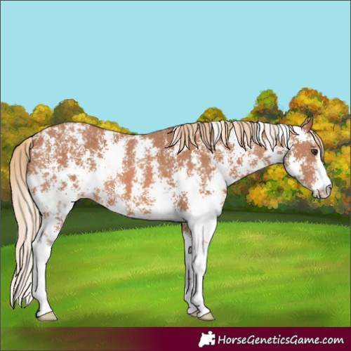 Horse Color:Chestnut Sabino 