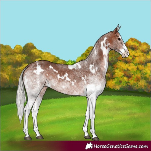 Horse Color:White Spotted Silver Bay Splash Appaloosa 