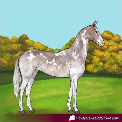 Horse Color:White Spotted Silver Bay Splash Varnish 