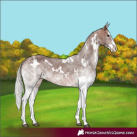 Horse Color:White Spotted Silver Bay Splash Varnish