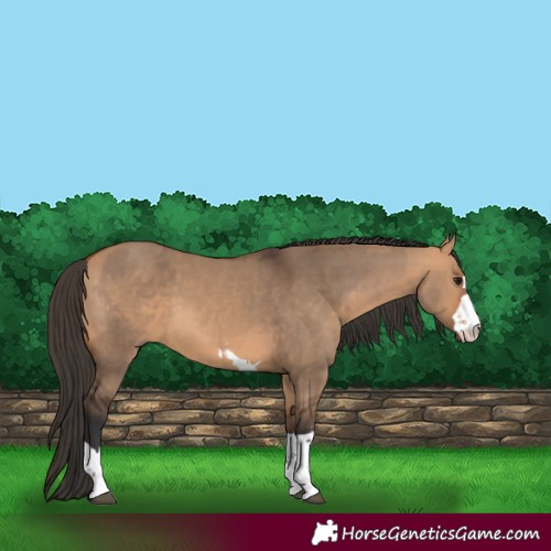 Horse Color:Bay Dun  and Bay Dun 