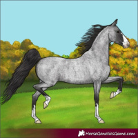 Horse Color:Smoky Blue Roan 