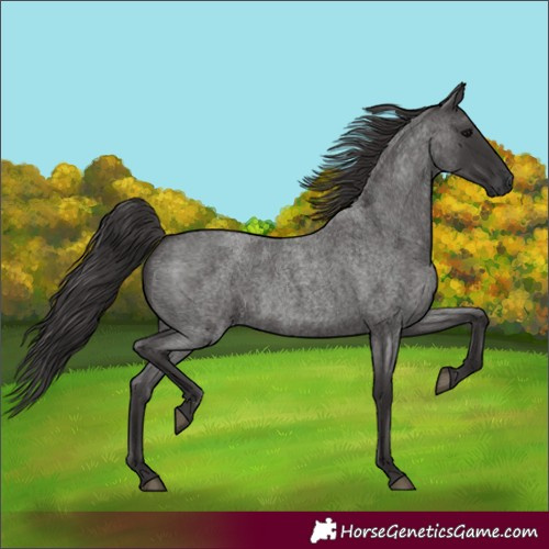 Horse Color:Smoky Blue Roan