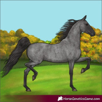 Horse Color:Smoky Blue Roan 