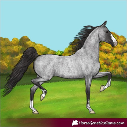 Horse Color:Smoky Blue Roan 