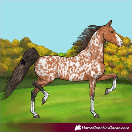 Horse Color:Bay and Bay Appaloosa