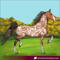 Horse Color:Bay and Bay Appaloosa
