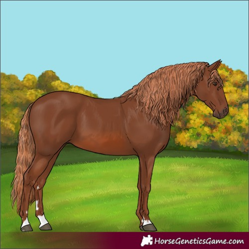 Horse Color:Chestnut 