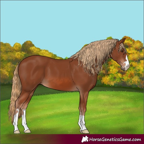 Horse Color:Chestnut 