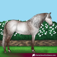 Horse Color:Gray Chestnut 