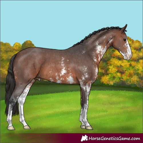 Horse Color:Brown Sabino