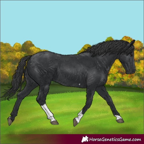 Horse Color:Unknown 