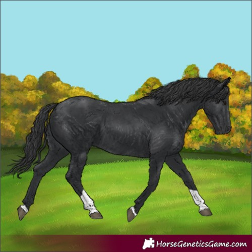 Horse Color:Unknown 