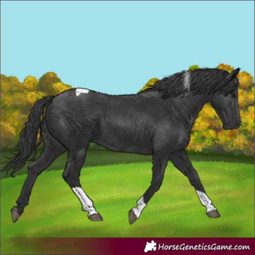 Horse Color:Unknown 