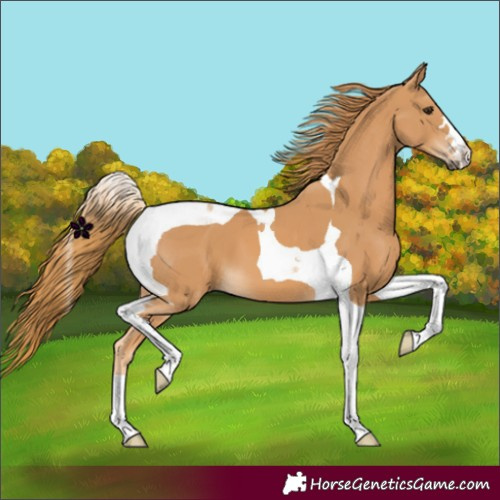 Horse Color:Chestnut Tobiano 