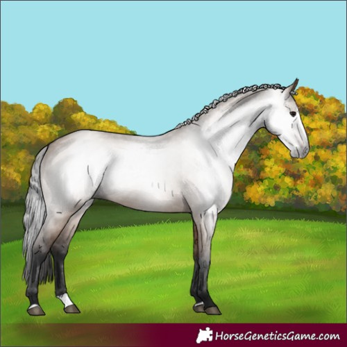 Horse Color:Gray Bay Dun Splash 