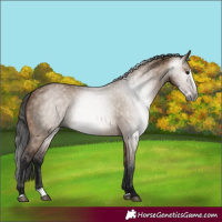 Horse Color:Gray Bay Dun Splash 