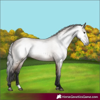 Horse Color:Gray Bay Dun Splash 
