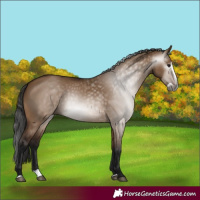 Horse Color:Gray Bay Dun Splash
