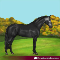 Horse Color:Gray Black 