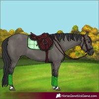 Horse Color:Grullo