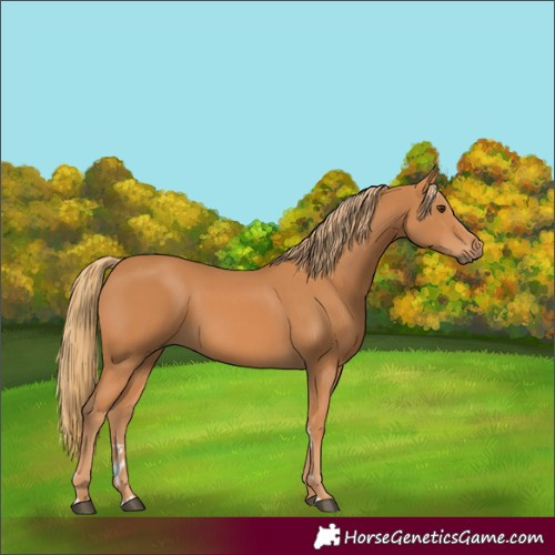 Horse Color:Chestnut Rabicano 