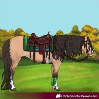 Horse Color:Bay Dun