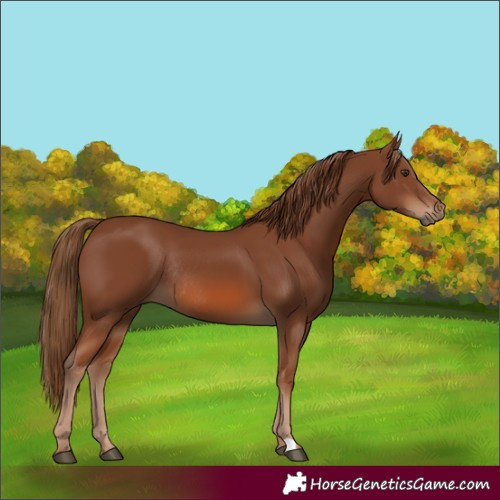 Horse Color:Chestnut Rabicano