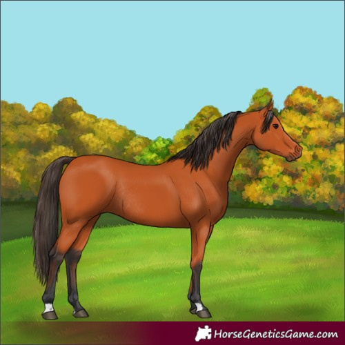 Horse Color:Bay Rabicano 