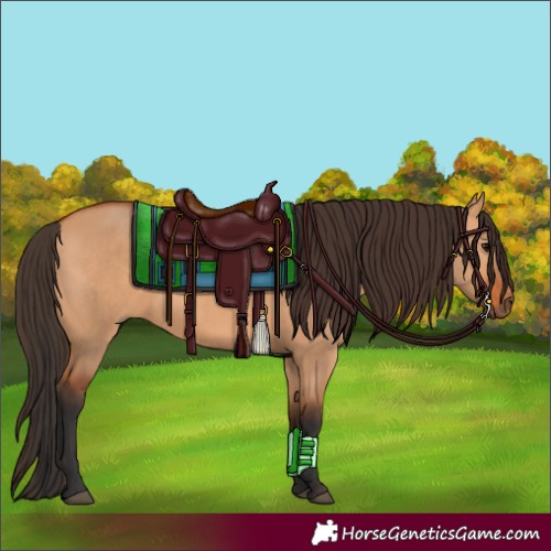 Horse Color:Bay Dun