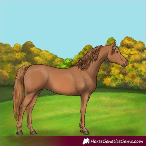 Horse Color:Chestnut Rabicano 