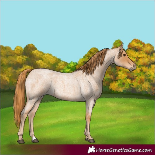 Horse Color:Red Roan Rabicano
