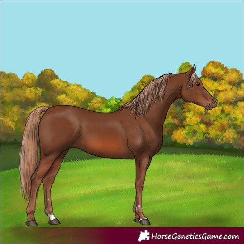 Horse Color:Chestnut 