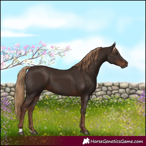 Horse Color:Liver Chestnut 