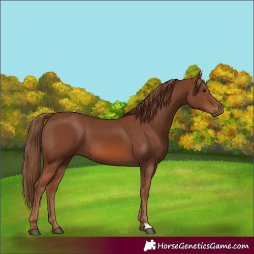 Horse Color:Chestnut 