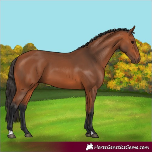 Horse Color:Bay 