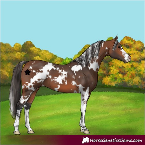 Horse Color:White Spotted Bay 