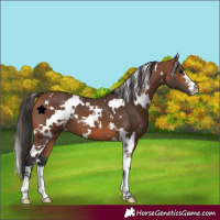 Horse Color:White Spotted Bay 